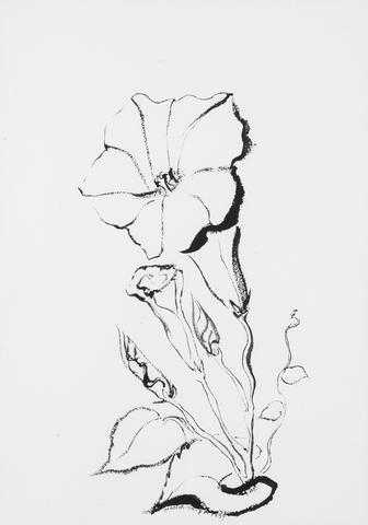 ArtChart | Untitled (Floral Sketch) by Mounir Farmanfarmaian