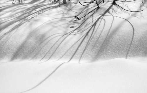 آرتچارت | برف شماره‌ی 12 از عباس کیارستمی