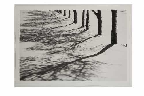 آرت چارت | سایه‌های درختان (از مجموع سفیدبرفی) از عباس کیارستمی