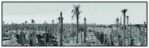 ArtChart | Palms Die Standing Up by Jasem Ghazbanpour