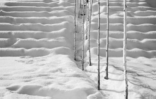آرت چارت | برف شماره‌ی 49 از عباس کیارستمی