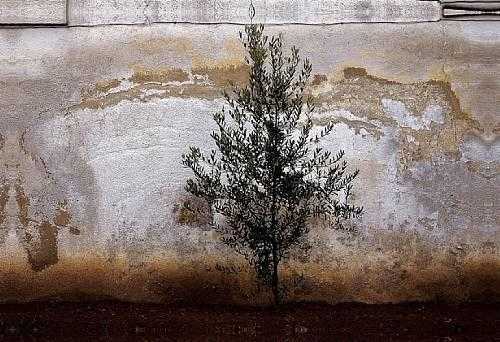 ArtChart | Wall by Abbas Kiarostami