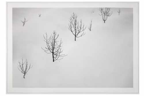 آرتچارت | درختان از مجموعه‌ی "سفیدبرفی" از عباس کیارستمی