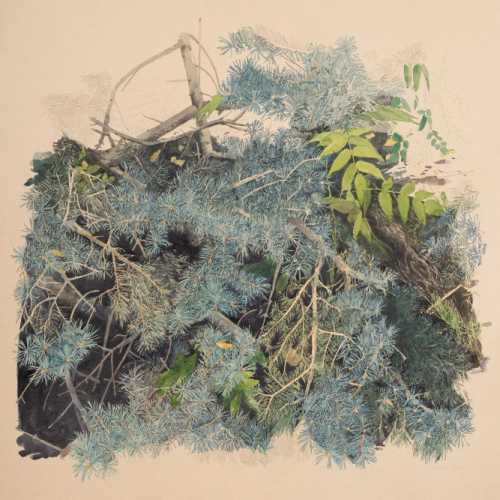ArtChart | Blue spruce by Amirkasra Golrang