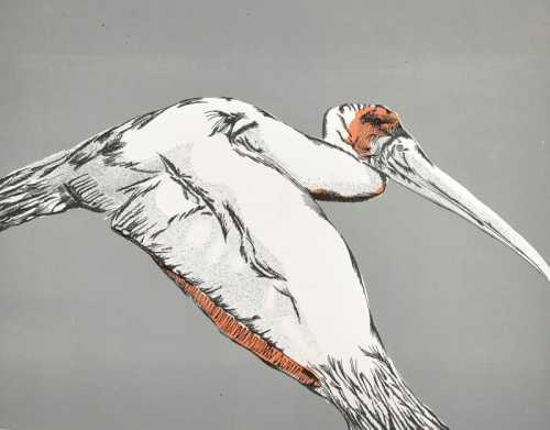 ArtChart | UNTITLED (BIRD) by Bahman Mohasses