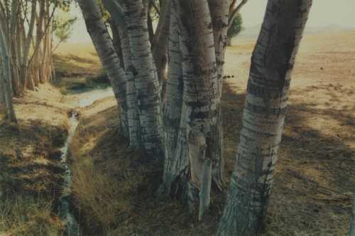 ArtChart | Untitled (Tree series) by Abbas Kiarostami