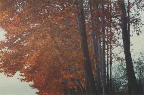ArtChart | Untitled (Tree Series) by Abbas Kiarostami