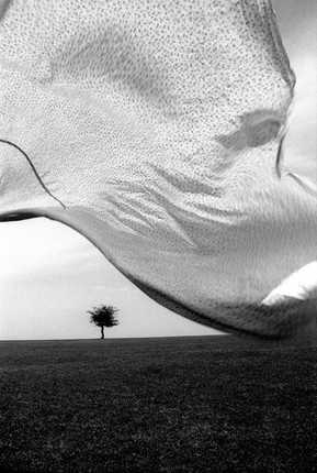 ArtChart | In Wind by Koorosh Adim