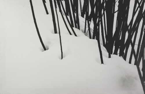 ArtChart | Untitled from the series ‘Snow White’ by Abbas Kiarostami