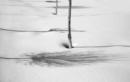 آرتچارت | برف شمارهی 37 از عباس کیارستمی