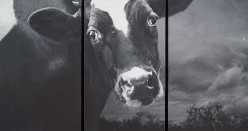 ArtChart | Crying Bull by Abbas Kiarostami
