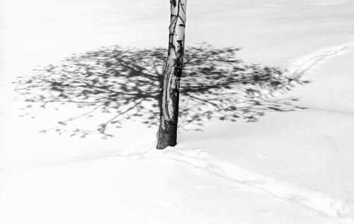 آرت چارت | برف شماره‌ی 41 از عباس کیارستمی