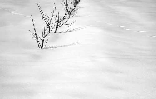 آرت چارت | برف شماره‌ی 7 از عباس کیارستمی