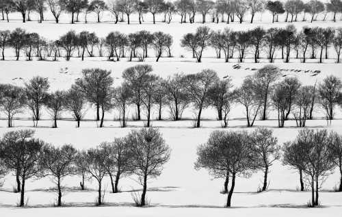 آرتچارت | برف شماره‌ی 44 از عباس کیارستمی