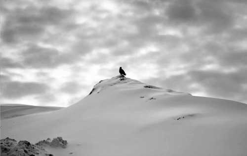 آرت چارت | برف شماره‌ی 23 از عباس کیارستمی