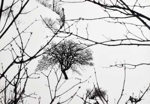 آرت چارت | درخت تنها (از مجموعه سفیدبرفی) از عباس غریب