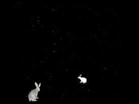 خرگوش‌ها، مقدمه‌ای بر آلیس در سرزمین عجایب